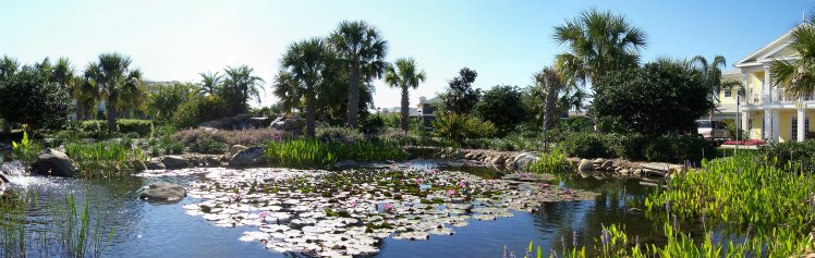 Bahama Bay pond scene