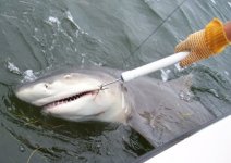 Tarpon fishing in the Florida keys